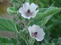 Althaea officinalis